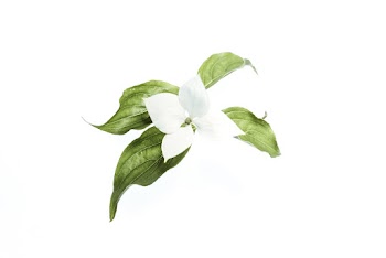 White Flower
