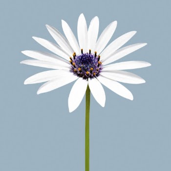 White flower, African daisy clipart | Free Photo - rawpixel