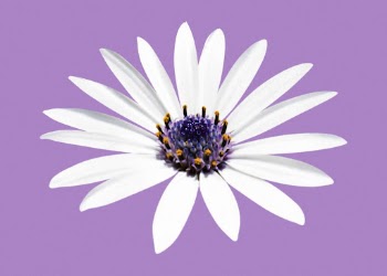 White flower, African daisy clipart | Free PSD - rawpixel