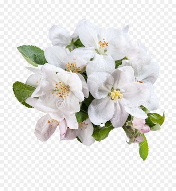 White Flower Apple - Green apple flowers 