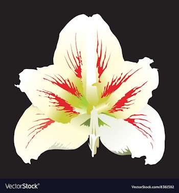 White Flower Design vector image