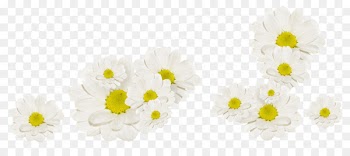 White Flower Fleur blanche - White Chrysanthemum 