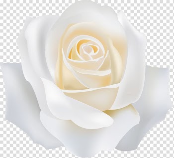 White flower, Garden roses White, White roses transparent background PNG clipart