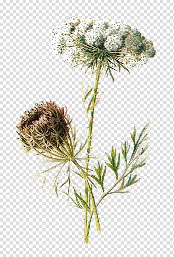 White flower illustration, Carrot Botanical illustration Botany Flower, botanical transparent background PNG clipart
