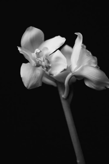 White Flower in Black Background · Free Stock Photo