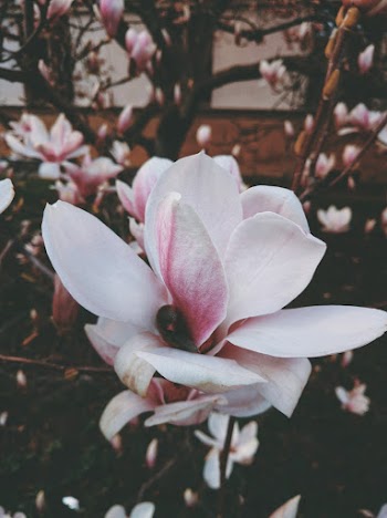 White Flower in Bloom