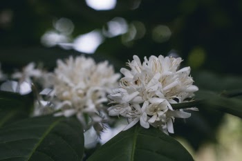 White Flower in Shallow Focus Lens