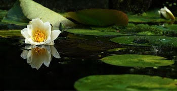White Flower On Body Of Water
