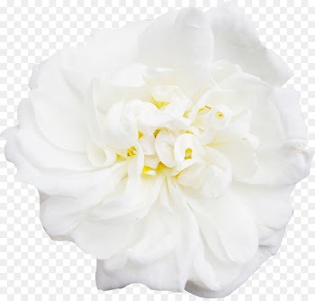 White Flower Peony - white,peony,decoration,Flowers 