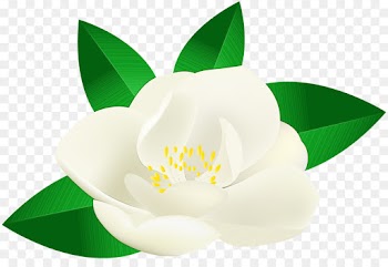 white flower petal plant flowering plant