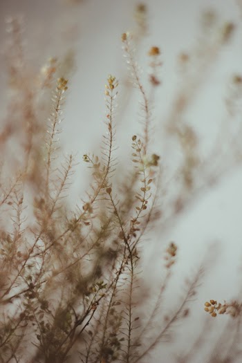White Flower Plant