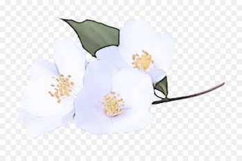 white flower plant flowering plant petal