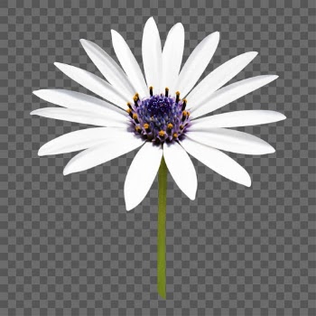 White flower png, African daisy | Free PNG - rawpixel