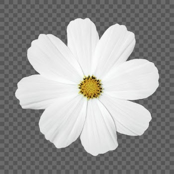 White flower png, cosmos sticker, | Free PNG - rawpixel