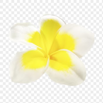 White flower png, frangipani sticker, | Free PNG - rawpixel
