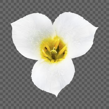 White flower png, mariposa lily | Free PNG - rawpixel