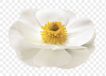 White flower png, mountain buttercup | Free PNG - rawpixel