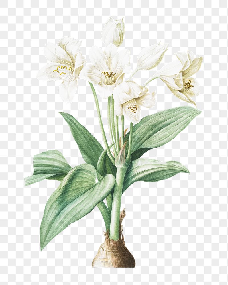 White flower png sticker, Crinum | Free PNG - rawpixel