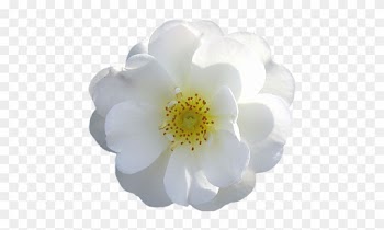 White Flower Png - White Rose