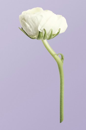 White flower, ranunculus clipart psd | Free PSD - rawpixel