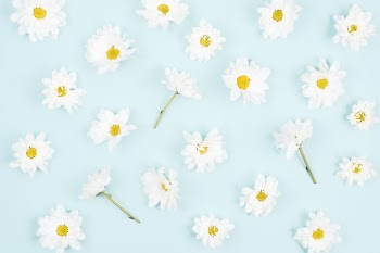 White flower seamless pattern on blue background