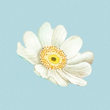 White flower, vintage botanical design, | Free Photo Illustration - rawpixel