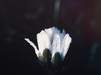 white flower with rain drops