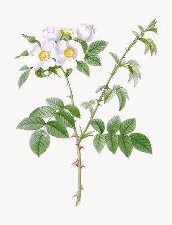 White flowered rose | Free stock vector - 574325