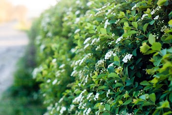 White Flowering Bush Selective-focus Photography at Daytime