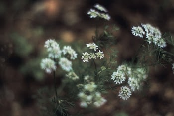 White Flowering Plant