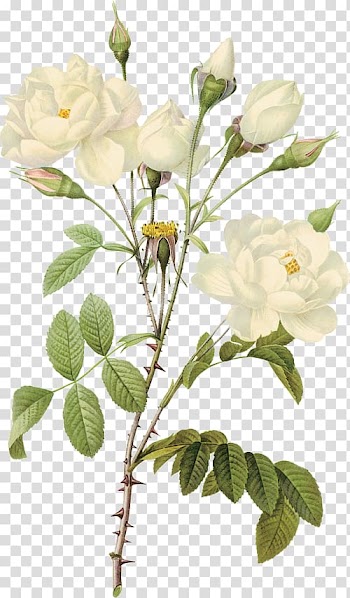 White-flowering rose plant, Paper Printmaking Rose Printing Botanical illustration, White roses transparent background PNG clipart