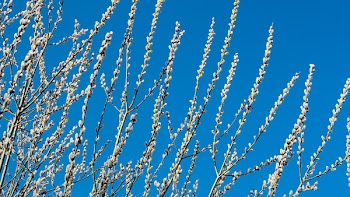 White Flowering Tree