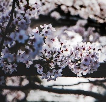White Flowering Tree Selective Focus Photography