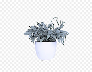 white flowerpot echeveria flower plant