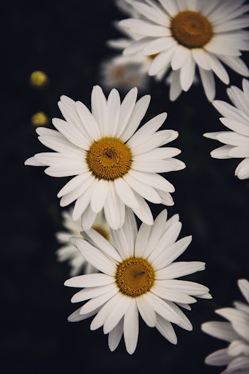 White Flowers