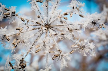 White Flowers