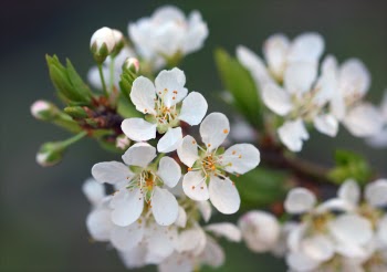 White Flowers