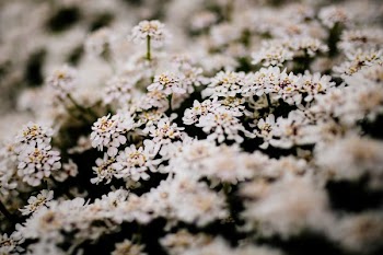 white flowers