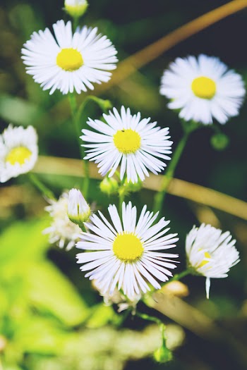 White flowers