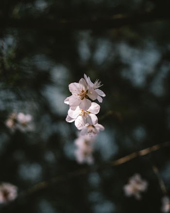 white flowers