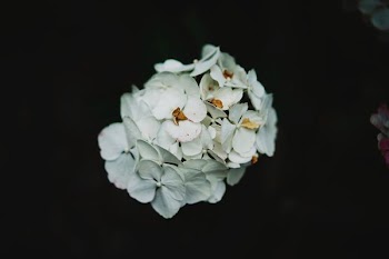 white flowers