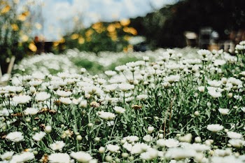 White Flowers