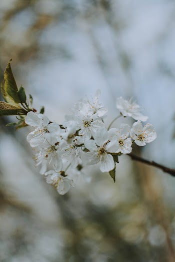 White flowers