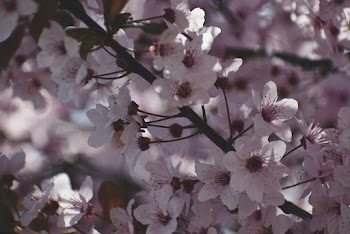 White Flowers