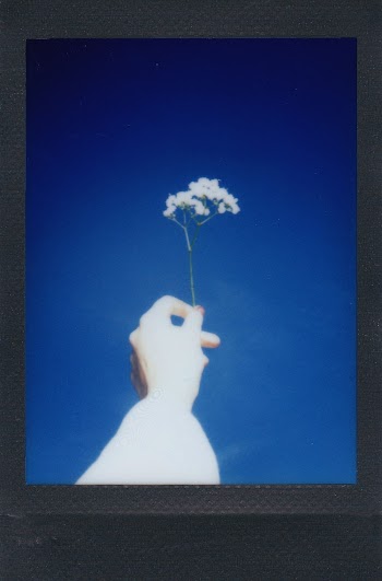 White Flowers
