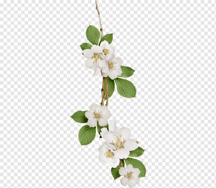 white flowers art, Flower, White Pear, flower Arranging, white, black White png