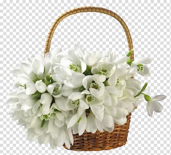 White flowers, Basket Flowerpot White , Bouquet of white material transparent background PNG clipart