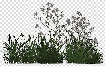 White flowers blooming, Plants and vegetation Shrub Tree, bushes transparent background PNG clipart