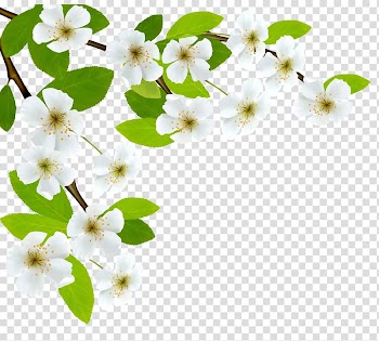 White flowers , Branch Diagram , White Spring Branch transparent background PNG clipart