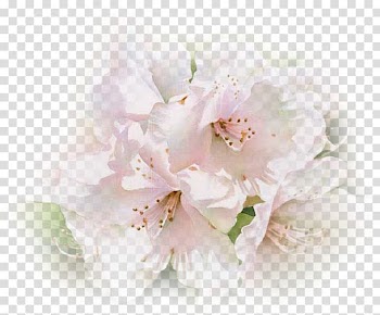 White flowers, Floral design Watercolor painting Flowers in a Crystal Vase Watercolor: Flowers Watercolour Flowers, painting transparent background PNG clipart